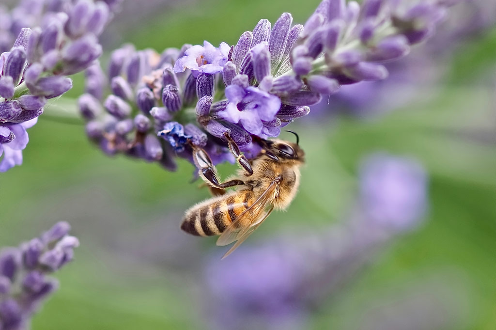 Bee on a flower