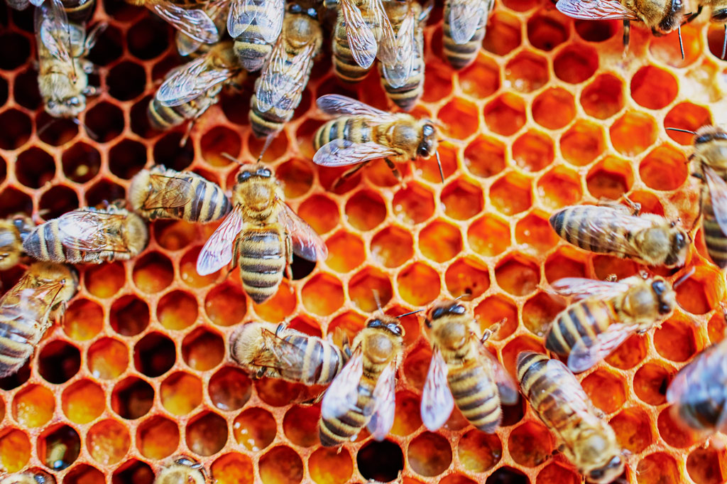 Bees on a honeycomb